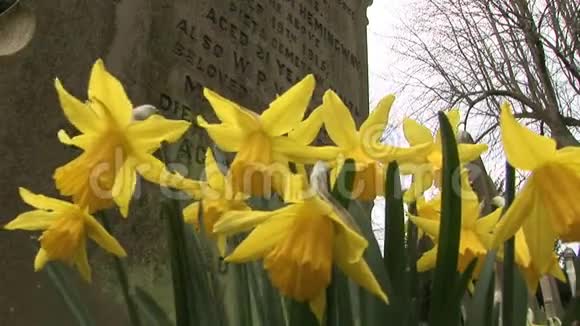 英国农村的水仙花被墓碑视频的预览图