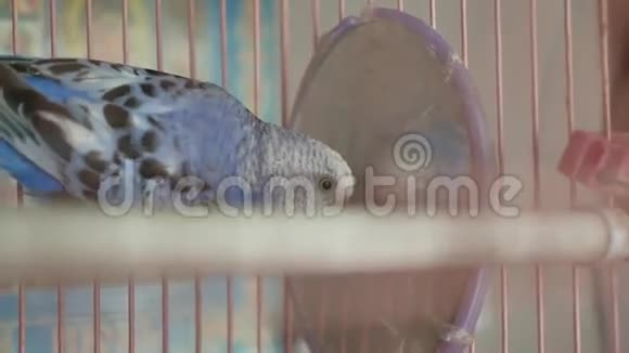 蓝芽鸟从笼子里出来视频的预览图