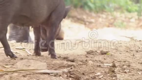 特写镜头寻找吃的黑公猪用鼻子堵住了土壤视频的预览图