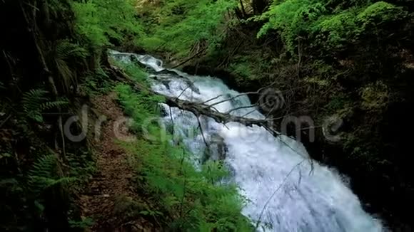 山间河流湍急瀑布溪流流过茂密的绿色森林密林中的溪流视频的预览图