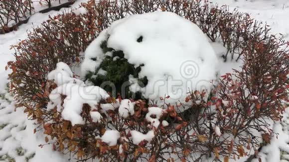 花坛的圆形上布满了雪视频的预览图
