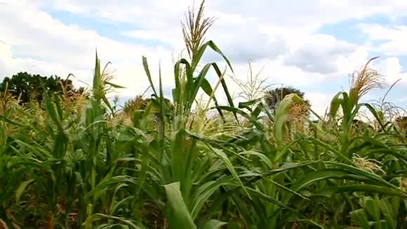 玉米花在田野里视频的预览图