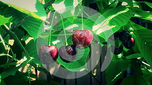 成熟的果实红樱桃在树上的绿叶间视频的预览图