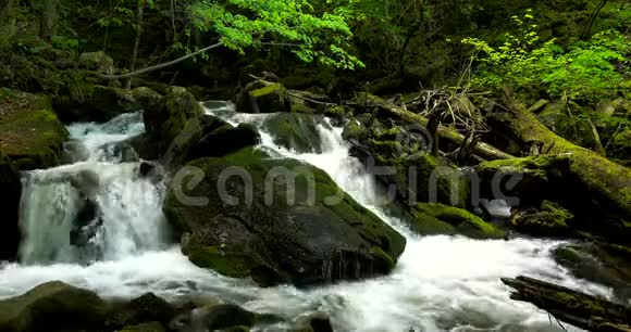 山间河流湍急瀑布溪流流过茂密的绿色森林密林中的溪流视频的预览图