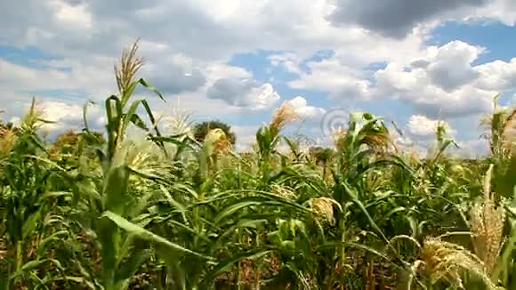 玉米花在田野里视频的预览图
