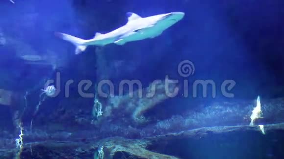 水族馆里的水下光线视频的预览图