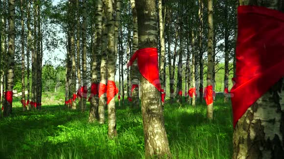 红先锋领带系在桦树4K视频的预览图
