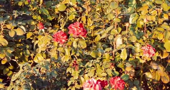 玫瑰花丛覆盖着即将凋谢的秋红玫瑰视频的预览图