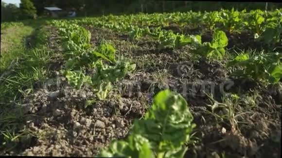 田野里年轻的菠菜植物视频的预览图