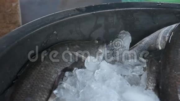 新鲜的活鱼从海里浸泡在冰中视频的预览图