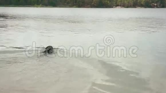 在莱克游泳黑色罗威犬项圈视频的预览图