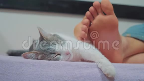 猫在主人的脚边睡觉老人的猫和腿睡在床上有趣的生活方式视频猫视频的预览图