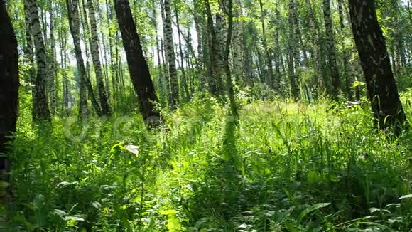 阳光明媚的夏季白桦林绿草如茵滑步慢镜头视频的预览图