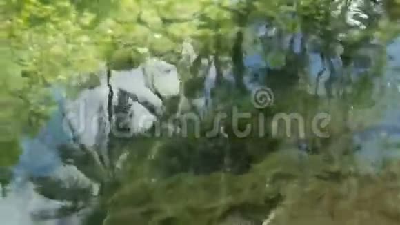 椰树倒映在水中视频的预览图