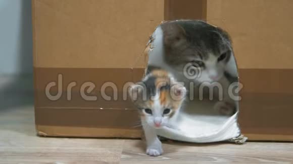 猫舔小猫小猫在房子里纸板和猫做第一步可爱的三色视频的预览图