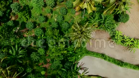 飞越水稻梯田绿色4K无人机镜头印度尼西亚巴厘岛视频的预览图