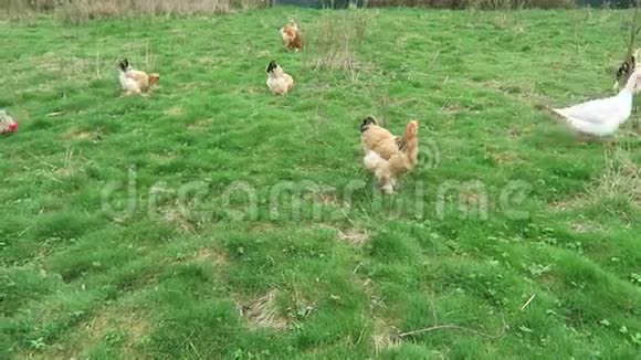 鸡和鹅在草地上视频的预览图
