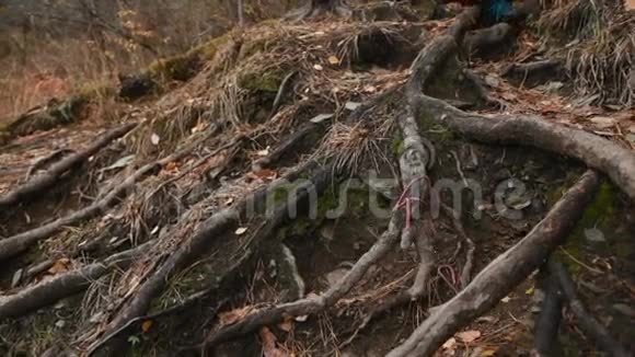 人走在树叶散落的森林地板上视频的预览图