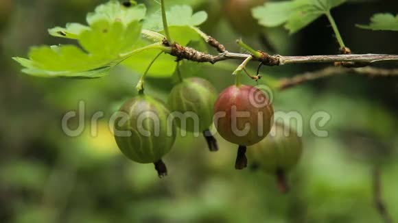 花园里树枝上的鹅莓果实视频的预览图