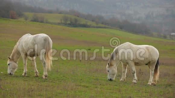 两匹美丽的白马在牧场上放牧视频的预览图