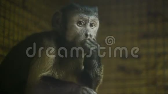 在笼子里吃猴子视频的预览图