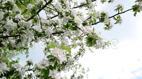 天空中苹果树的花枝视频的预览图