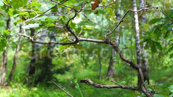 橡树枝在夏日树林的背景上视频的预览图
