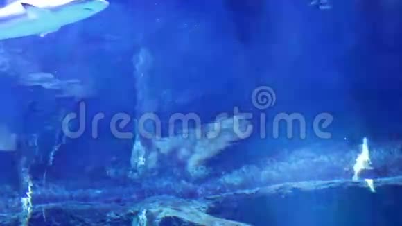 水族馆里的水下光线视频的预览图