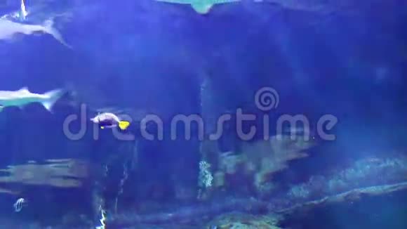 水族馆里的水下光线视频的预览图