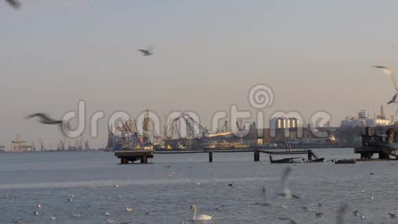 许多海鸥鸭子和天鹅在油气码头和起重机前面飞行视频的预览图