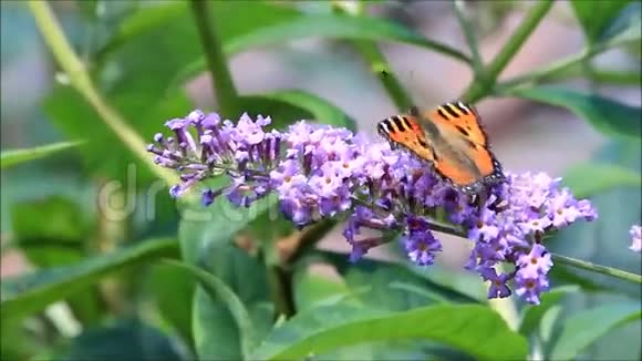 紫丁香花上的蝴蝶小视频的预览图
