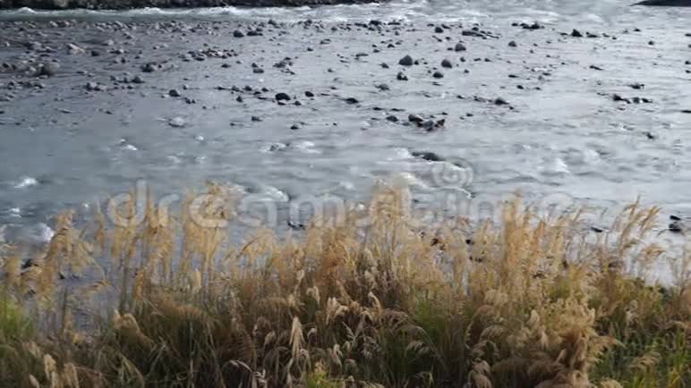 芦苇在山河的岸边视频的预览图