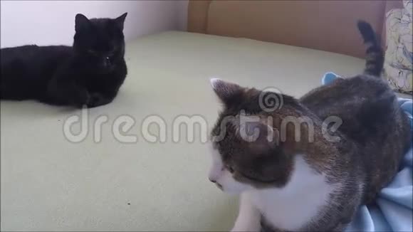 两只可爱的家猫躺在床上视频的预览图