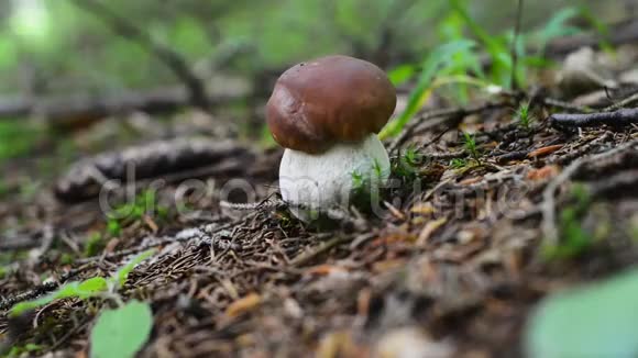 森林中的蘑菇细节幼嫩的鲜生牛肝菌棕色视频的预览图