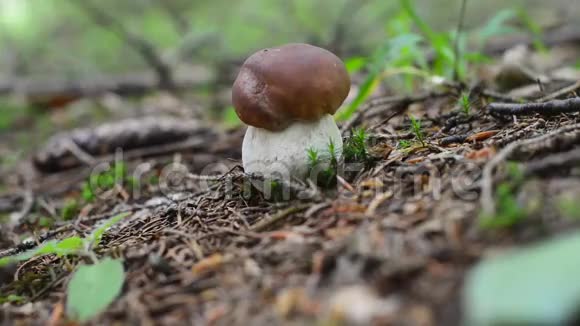 蘑菇被刀割掉双手蘑菇女棕摘帽小视频的预览图