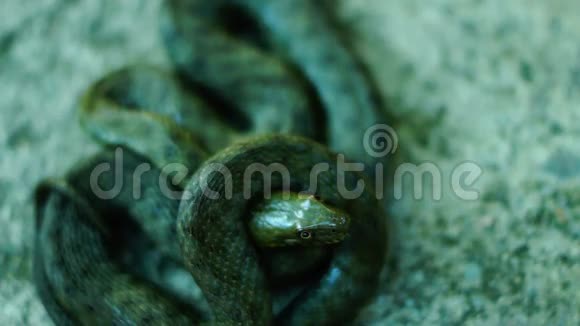 卷尾蛇看镜头舌头伸出来戴斯蛇Natrixtessellata视频的预览图