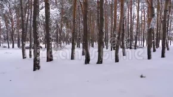 飞越冬松林松间野冬林中的雪道视频的预览图