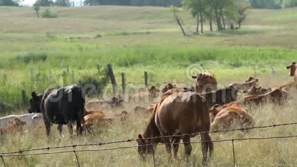 放牧的牛群视频的预览图