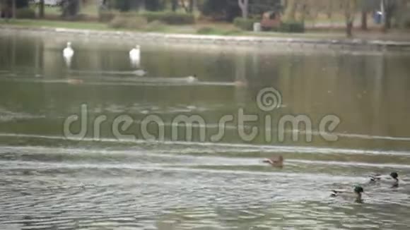 野鸭在湖上游泳视频的预览图