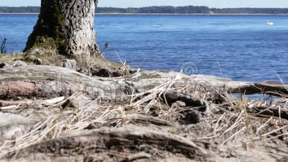 在美丽的湖上4个小海湾后面有一棵树视频的预览图