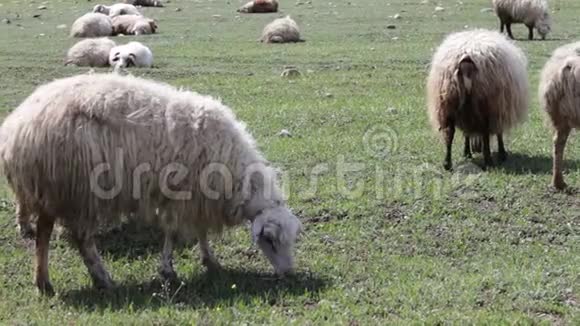 格鲁吉亚第比利斯附近的绿色草地上放着羊毛的白羊视频的预览图