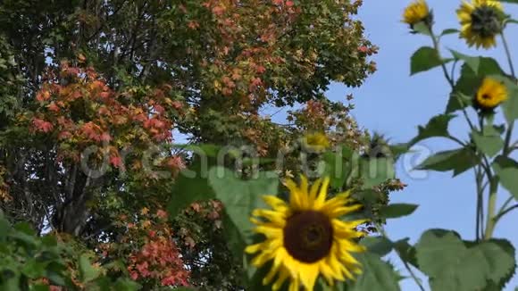 在花园里焦点从枫树叶变为向日葵4K视频的预览图