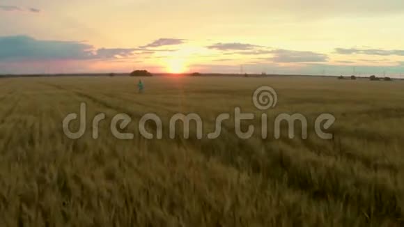 女人在麦田上奔跑到日落慢动作视频的预览图