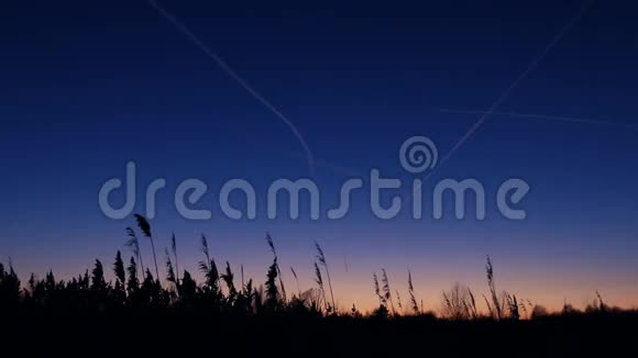 芦苇地平线上的日落视频的预览图