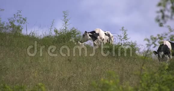 一群牛在山上吃草发出声音视频的预览图