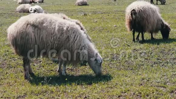 格鲁吉亚第比利斯附近的绿色草地上放着羊毛的白羊视频的预览图