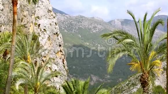 美丽的绿色绿洲岩石峡谷中有棕榈树视频的预览图