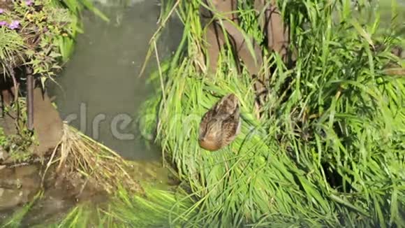 鸭子睡在池塘里的绿叶上视频的预览图