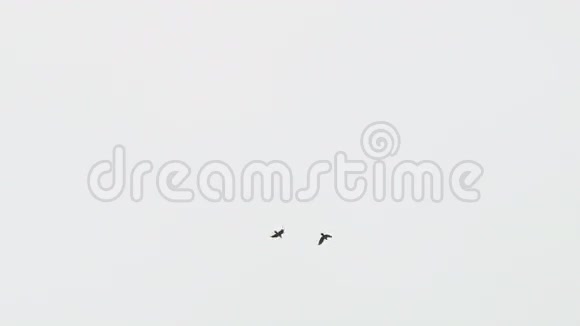 两只在白色背景下分离的飞鸦视频的预览图