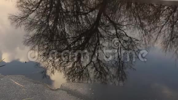 沿海的树木反映在冰冻的湖泊中视频的预览图